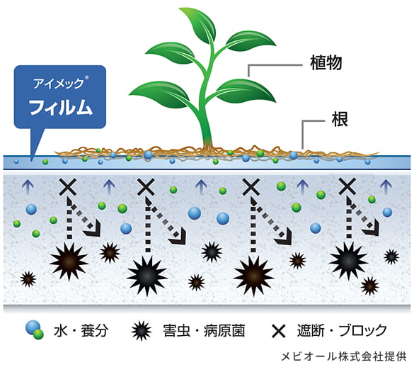 栽培の様子